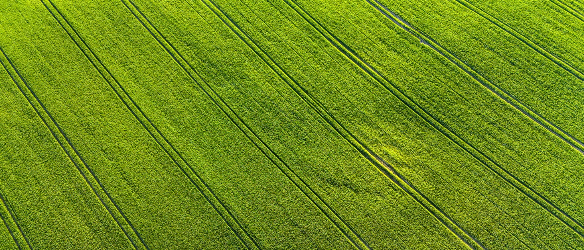 Aerial view of a planted field with machinery tracks running through it