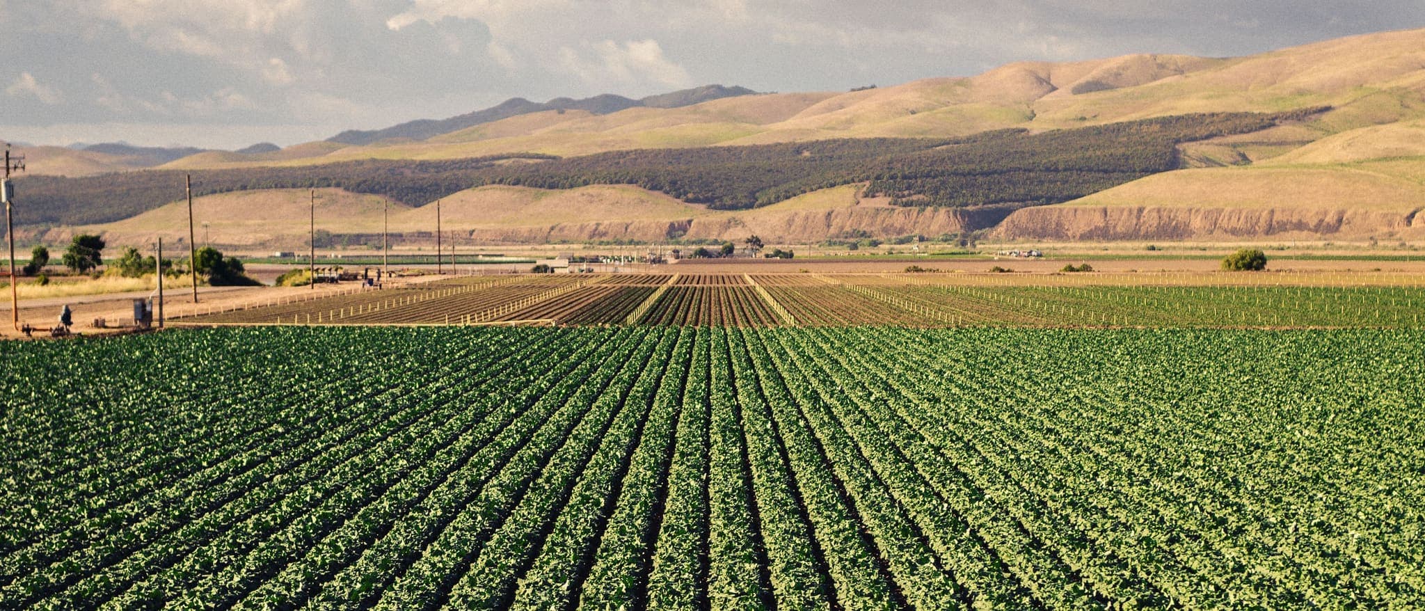 Rows of a leafy crop running to the horizon below dry hills
