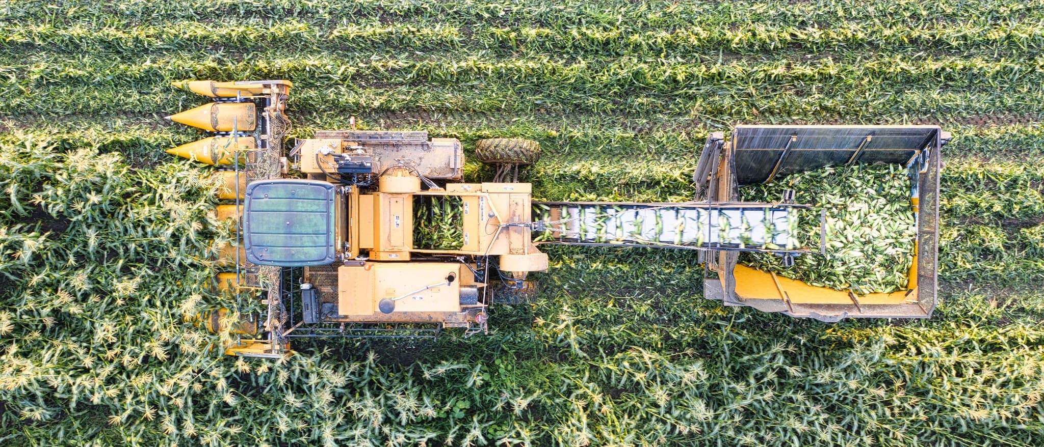 Overhead view of a harvester unloading into a bin alongside it